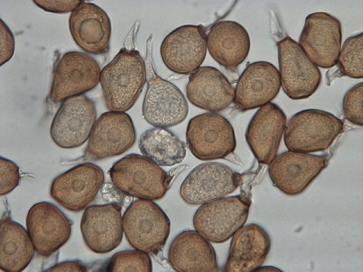 Uromyces hyacinthi auf Hyacinthoides massartiana cult.17.04.19 Bot. Garten Krefeld 3.jpg