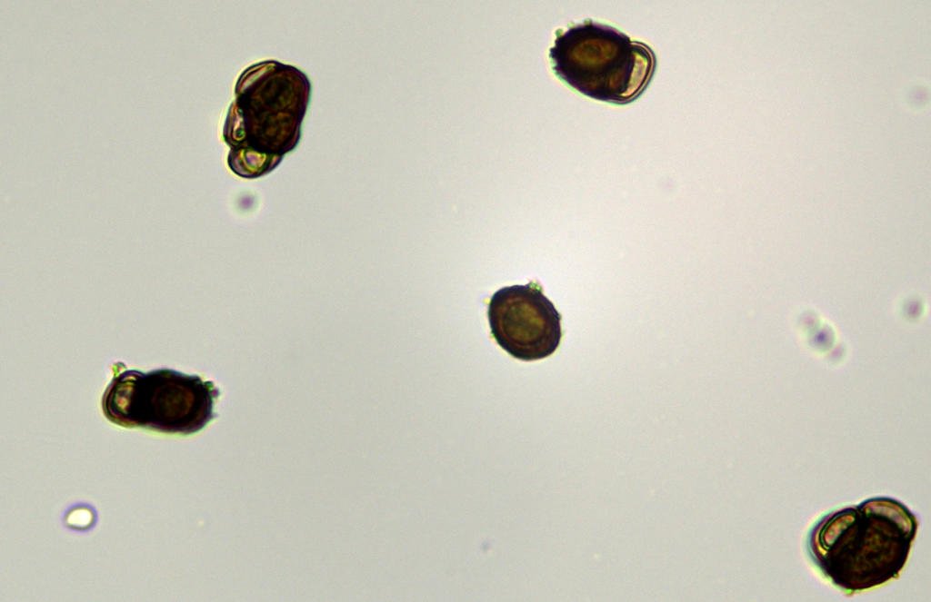 Urocystis_anemones003.jpg