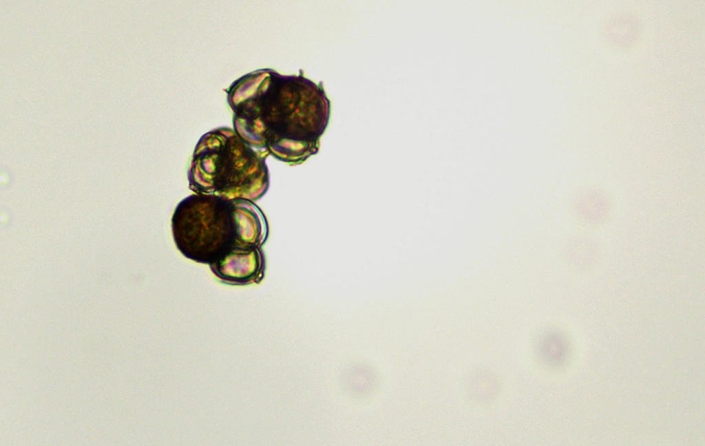 Urocystis_anemones002.jpg