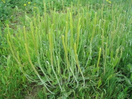 Den habe ich als Krähenfuß-Wegerich bestimmt, den müßte es ja auch bei uns geben.