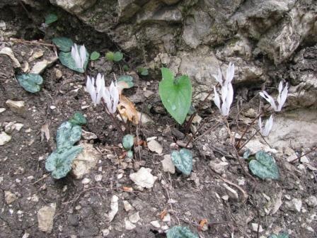 Balearen-Alpenveilchen.