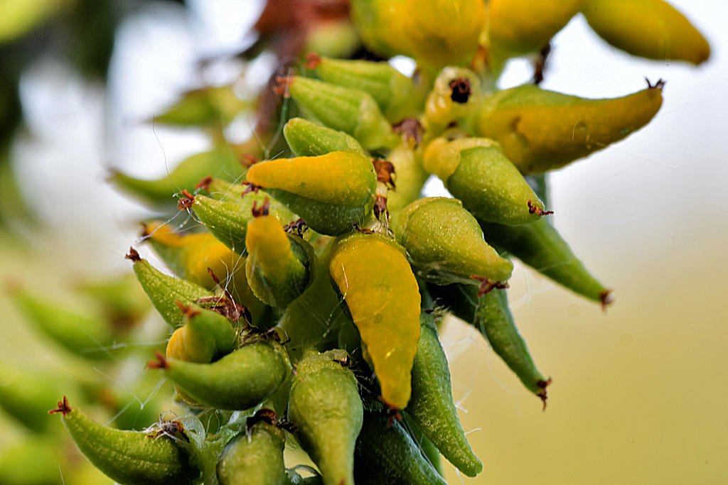 Taphrina johansonii004.jpg