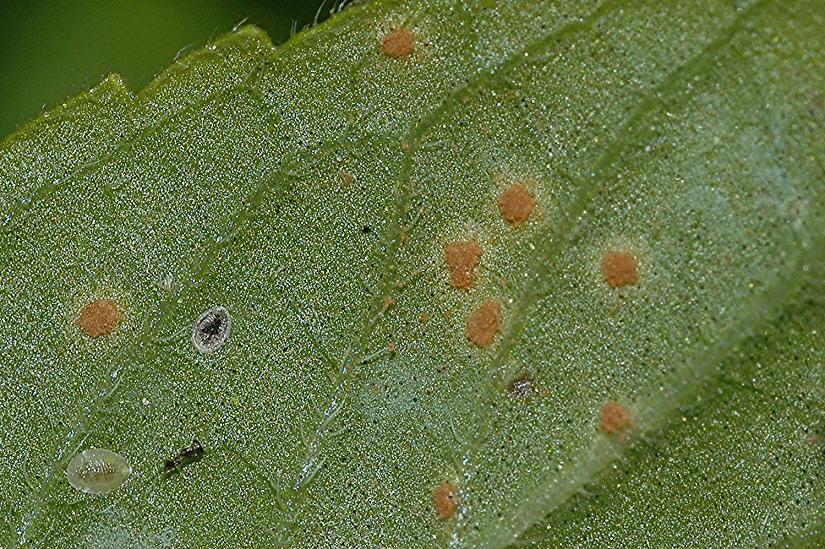 DSC_4029 Rostpilz, Puccinia menthae, Ausschnitt, Schärfe 55 %.JPG