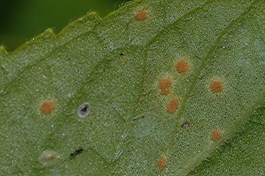 DSC_4030 Rostpilz, Puccinia menthae, Ausschnitt, Schärfe 55 %.JPG