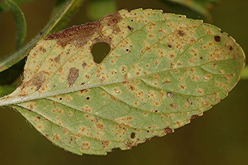 DSC_4033 Rostpilz, Puccinia menthae, Ausschnitt, Schärfe 35 %.JPG