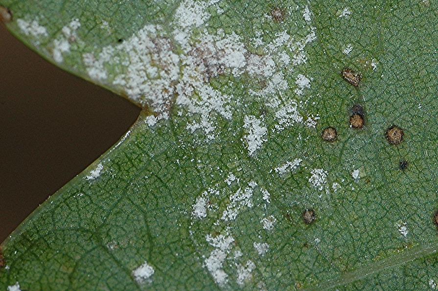 DSC_4026 Ausschnitt, Schärfe 63 %.JPG