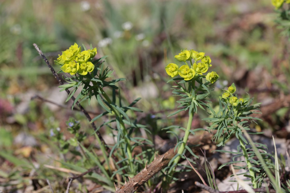 Gleispark Frintrop-0005.jpg