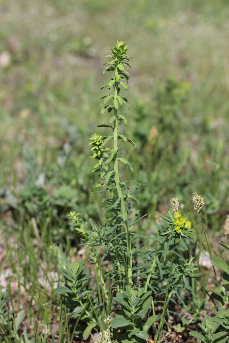 Gleispark Frintrop-0008.jpg