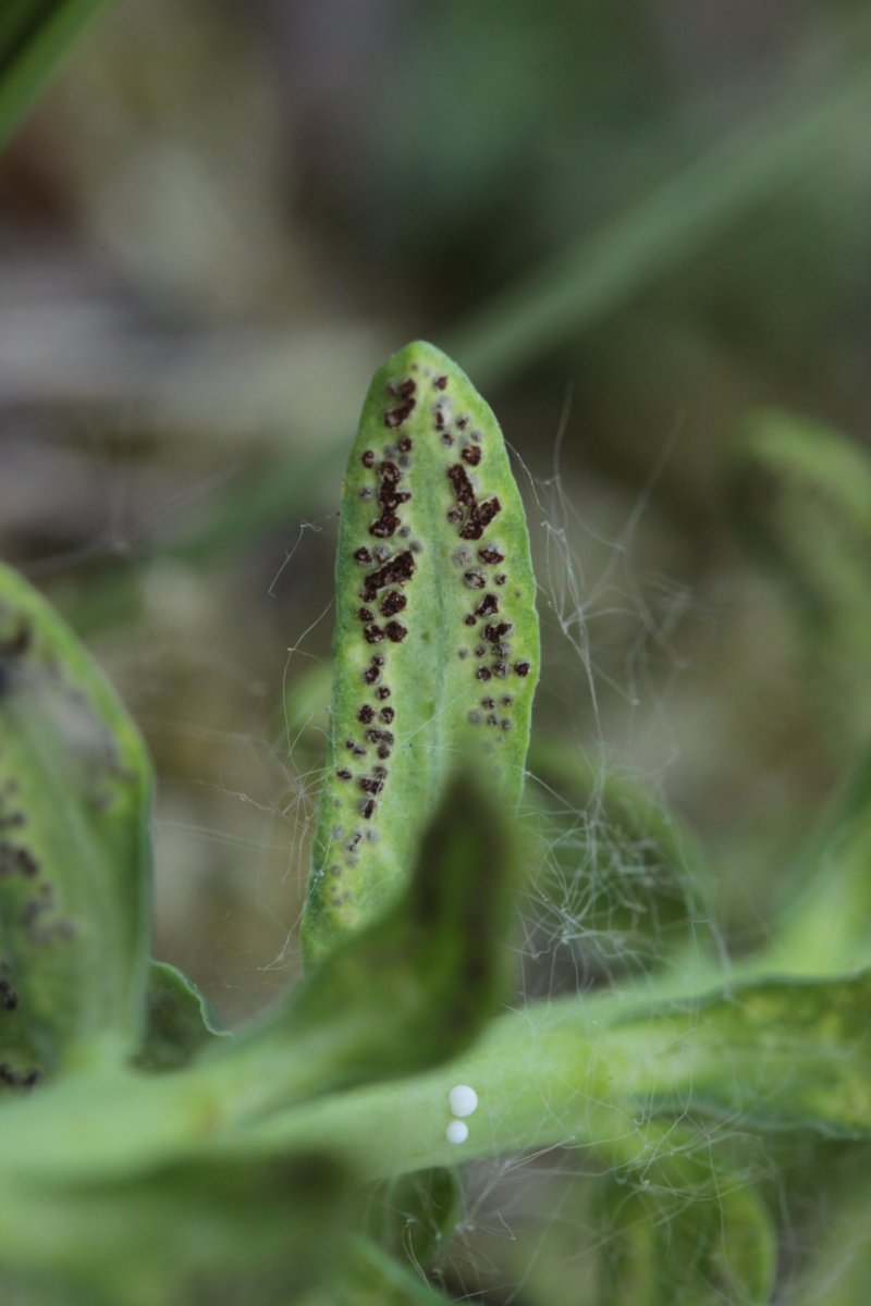 Gleispark Frintrop-0011.jpg