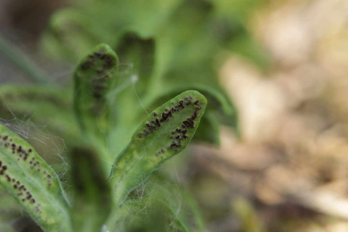 Gleispark Frintrop-0012.jpg