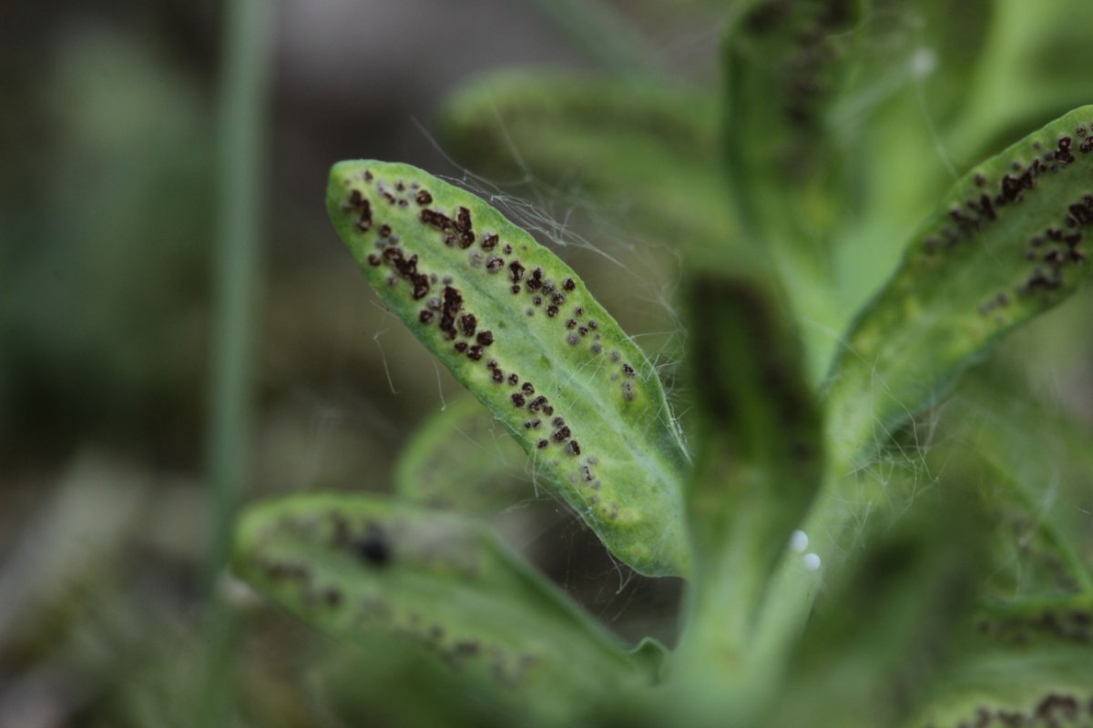 Gleispark Frintrop-0013.jpg