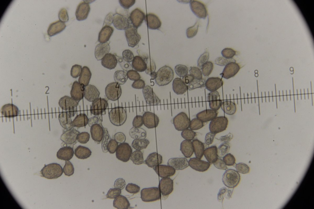 Gleispark Frintrop-0061.jpg