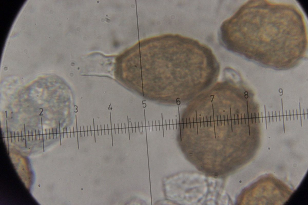 Gleispark Frintrop-0062.jpg