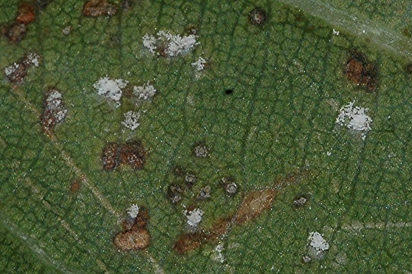 DSC_4021 Ausschnitt, Schärfe 85 %.JPG