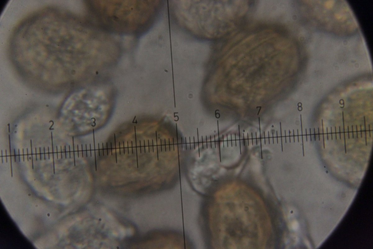 Gleispark Frintrop-0063.jpg