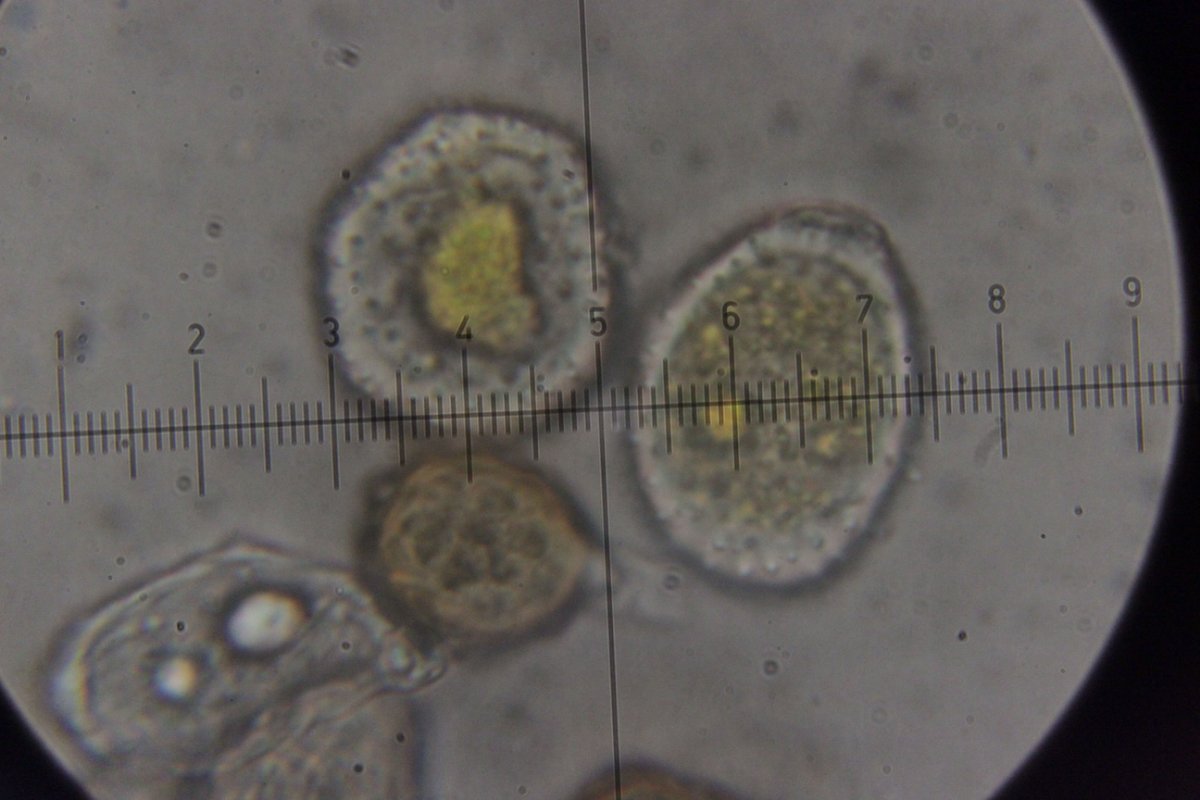 Gleispark Frintrop-0065.jpg