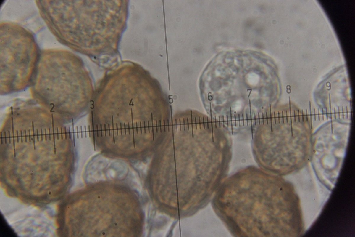 Gleispark Frintrop-0066.jpg