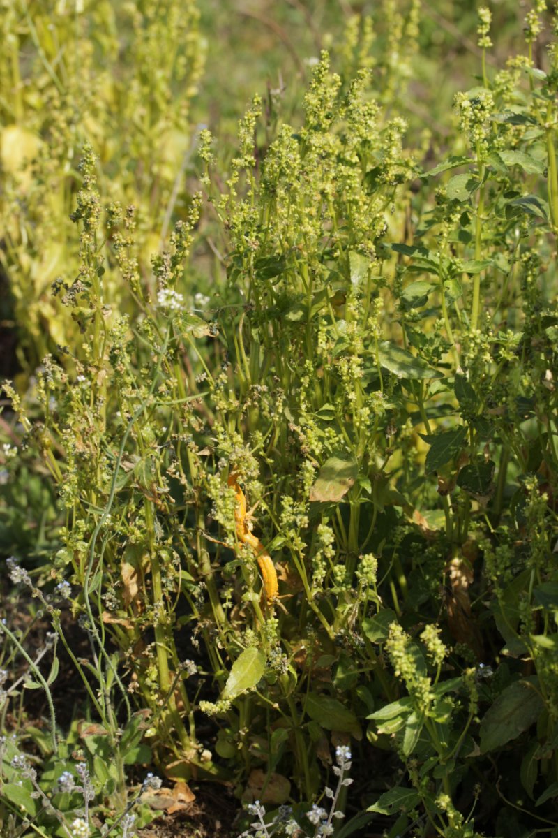 Gleispark Frintrop-0048.jpg