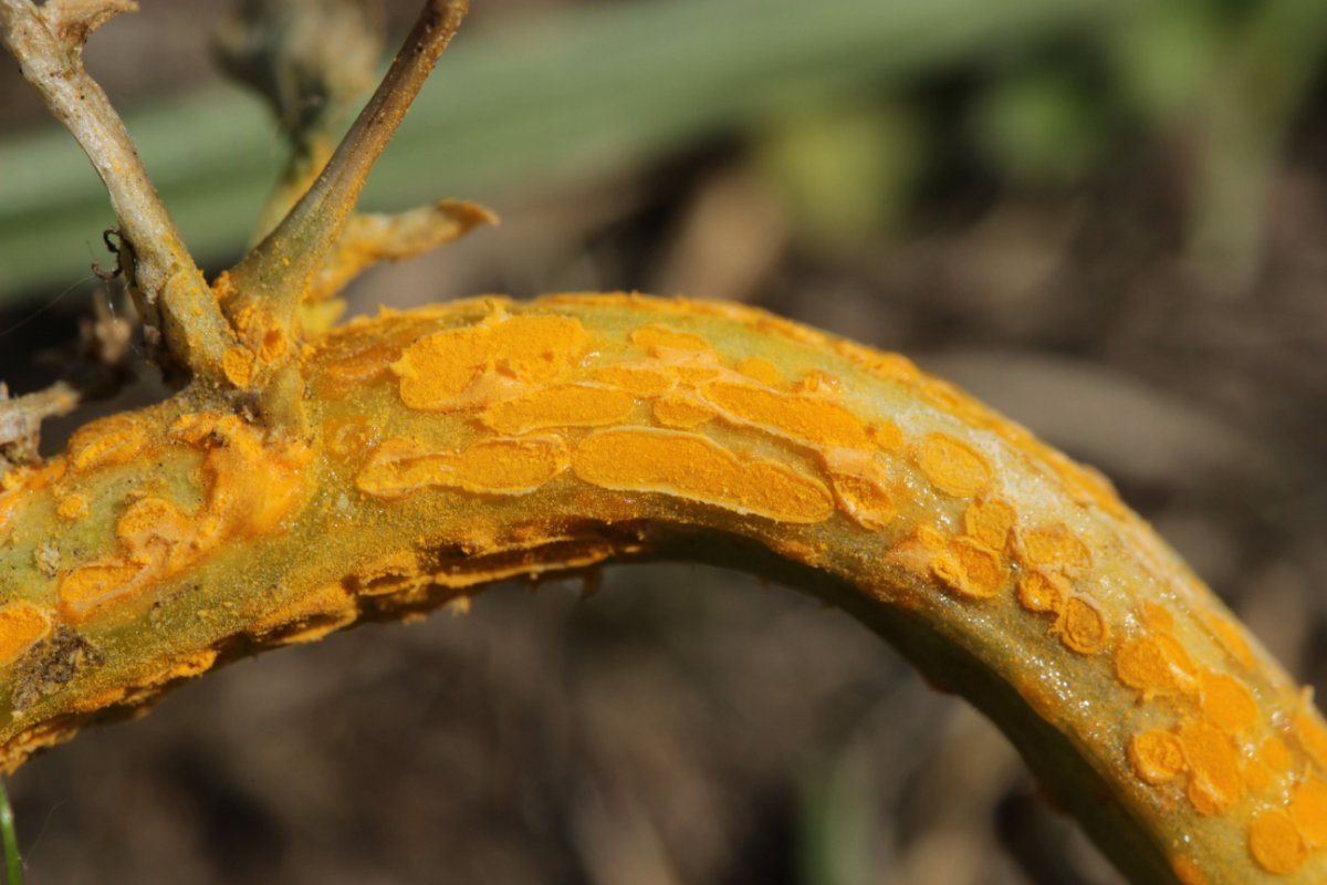 Gleispark Frintrop-0049.jpg