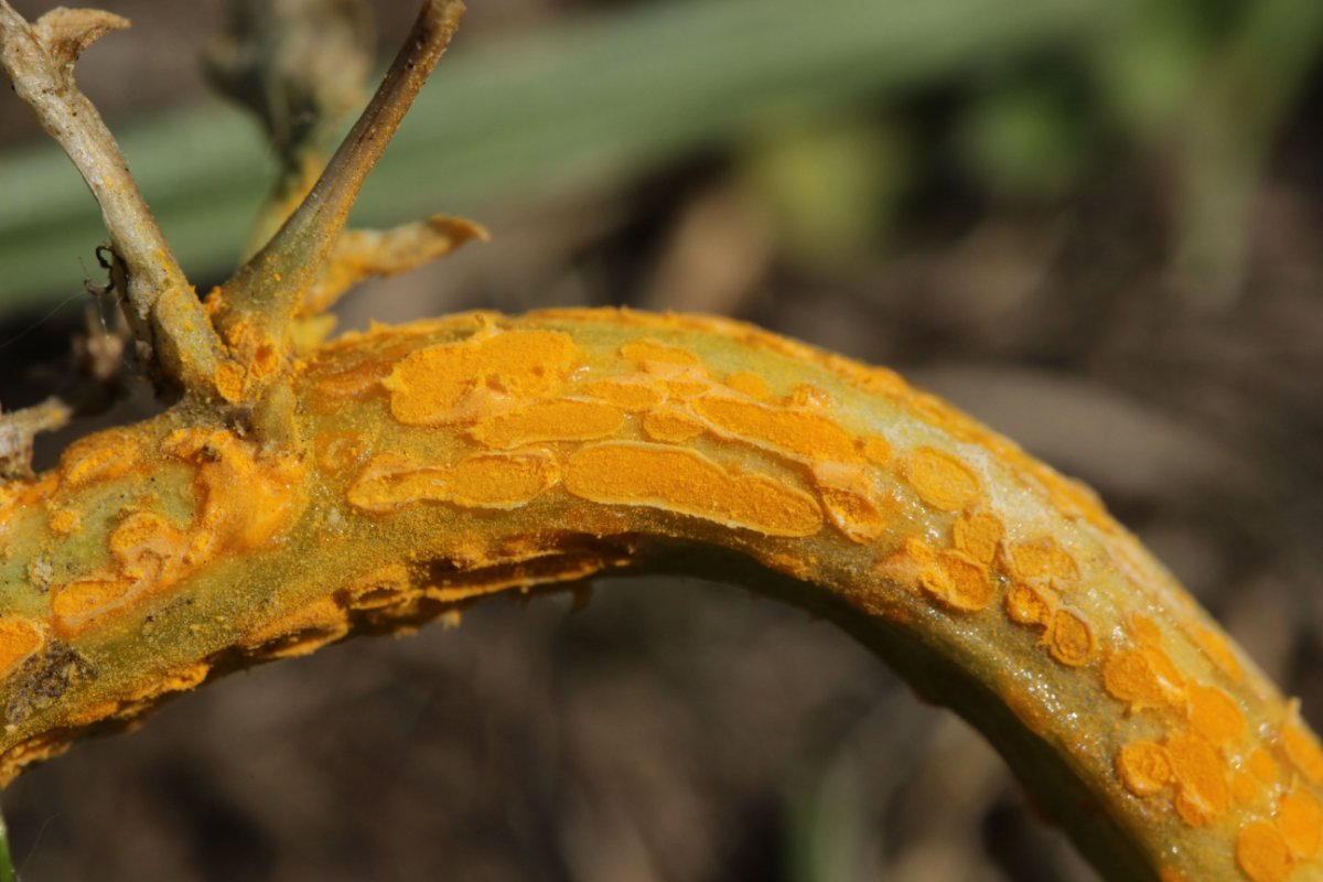 Gleispark Frintrop-0052.jpg