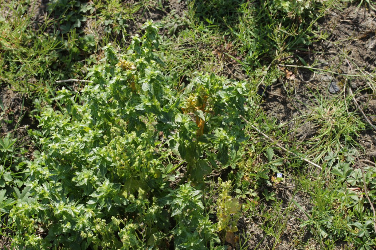 Gleispark Frintrop-0056.jpg