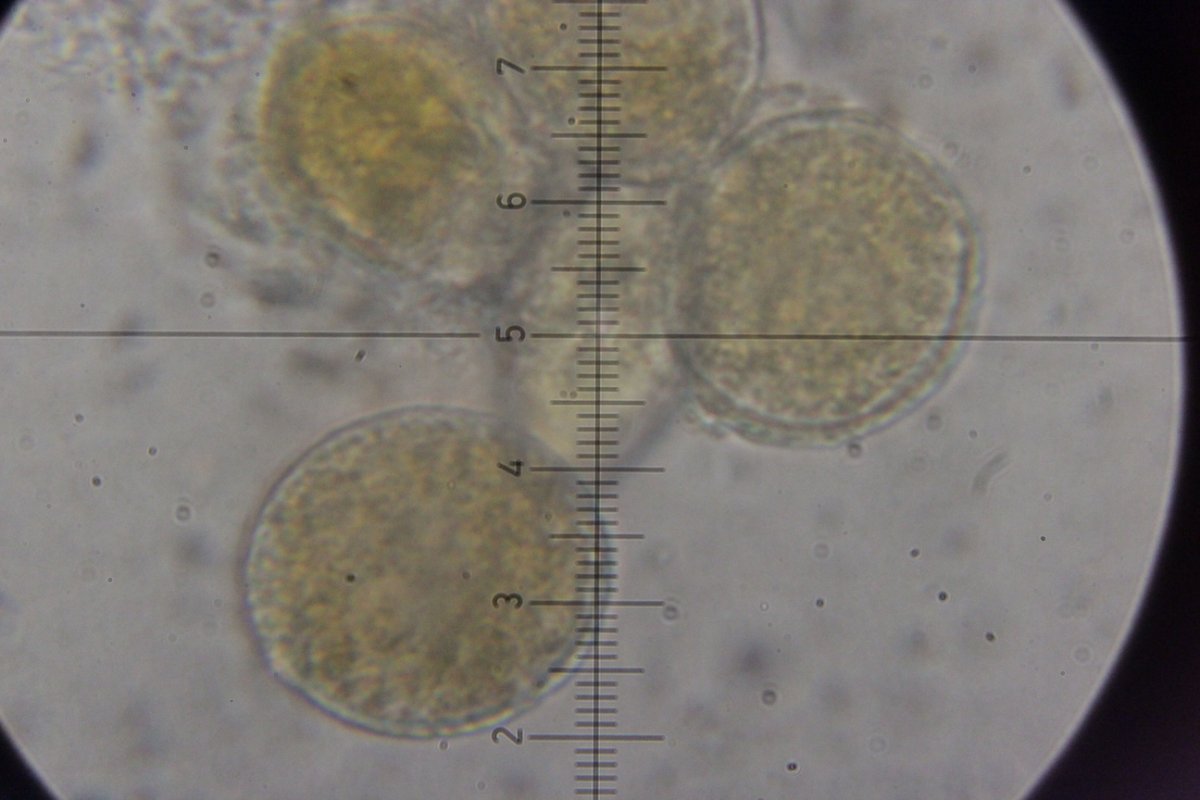 Gleispark Frintrop-0076.jpg