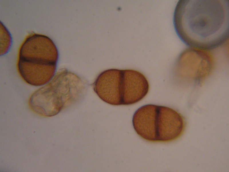 1000er Greina (8).JPG