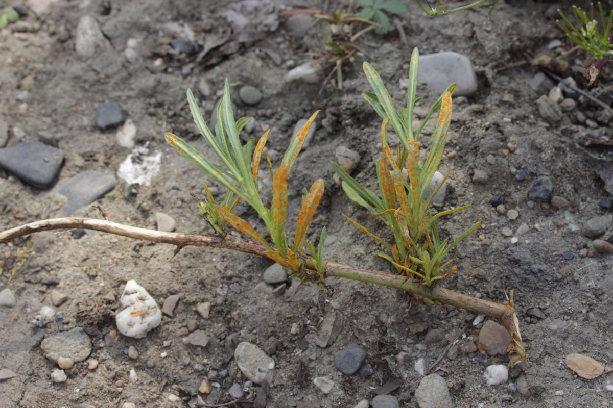 Gleispark Frintrop-0037.jpg