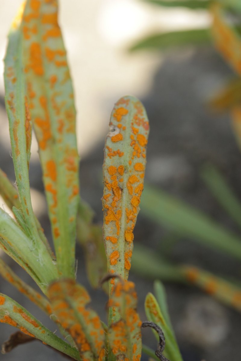 Gleispark Frintrop-0040.jpg