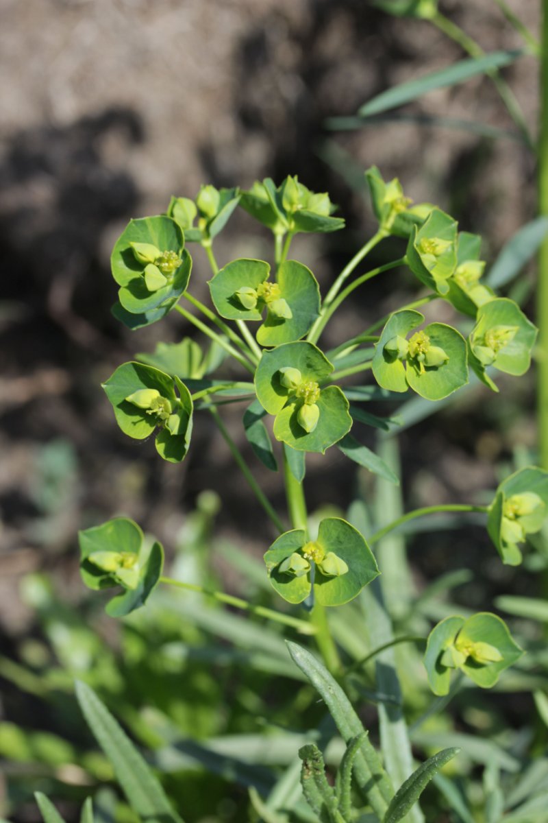 Gleispark Frintrop-0044.jpg