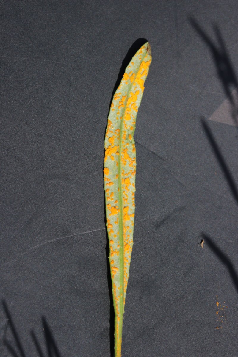 Gleispark Frintrop-0045.jpg