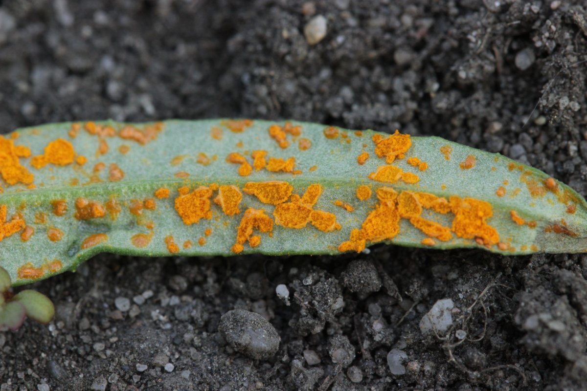 Gleispark Frintrop-0047.jpg