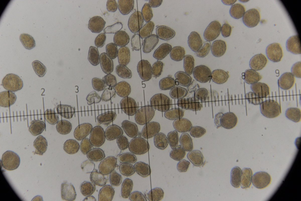 Gleispark Frintrop-0068.jpg