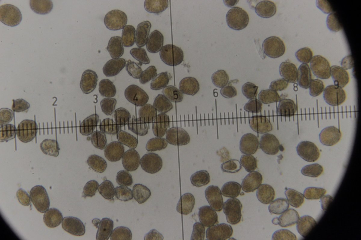 Gleispark Frintrop-0069.jpg