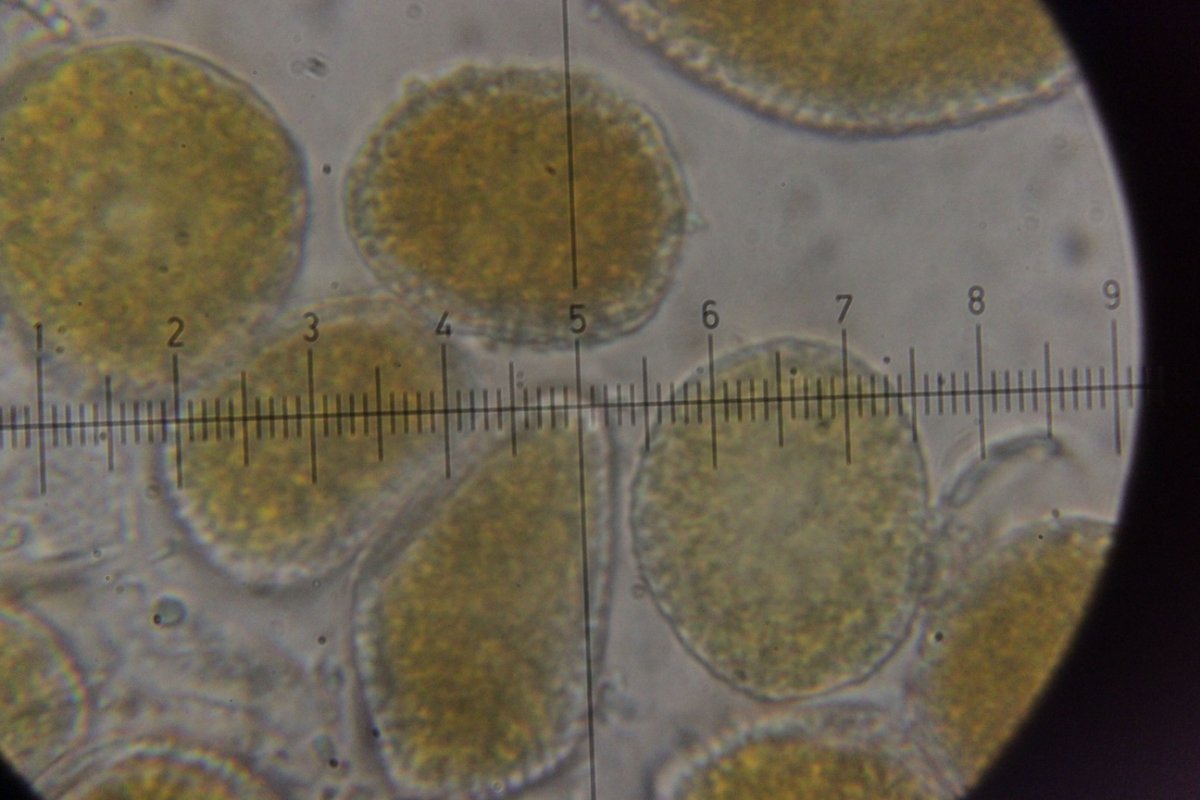 Gleispark Frintrop-0071.jpg