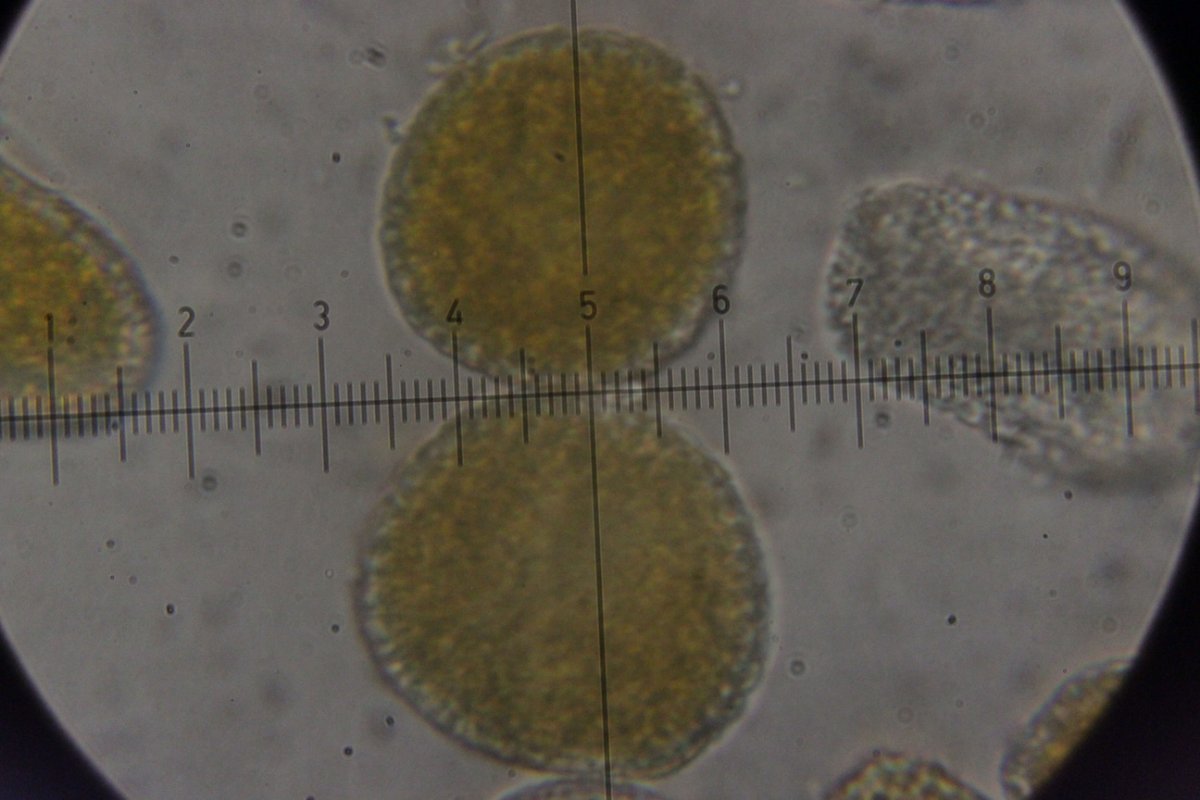 Gleispark Frintrop-0072.jpg