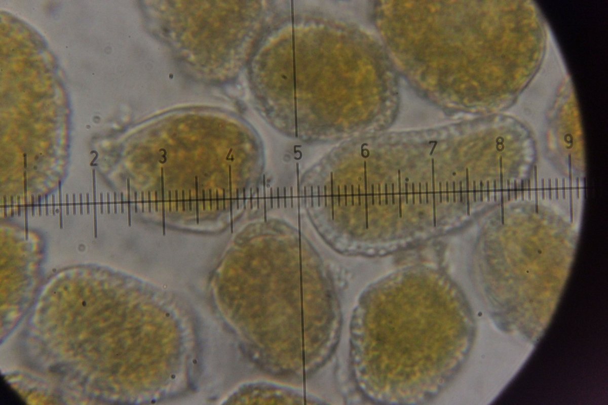 Gleispark Frintrop-0074.jpg