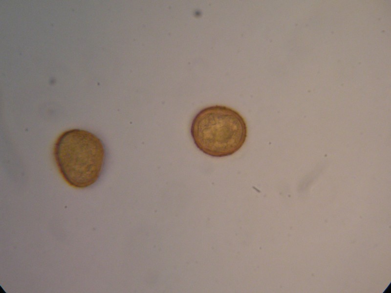 1000er Greina (43).JPG