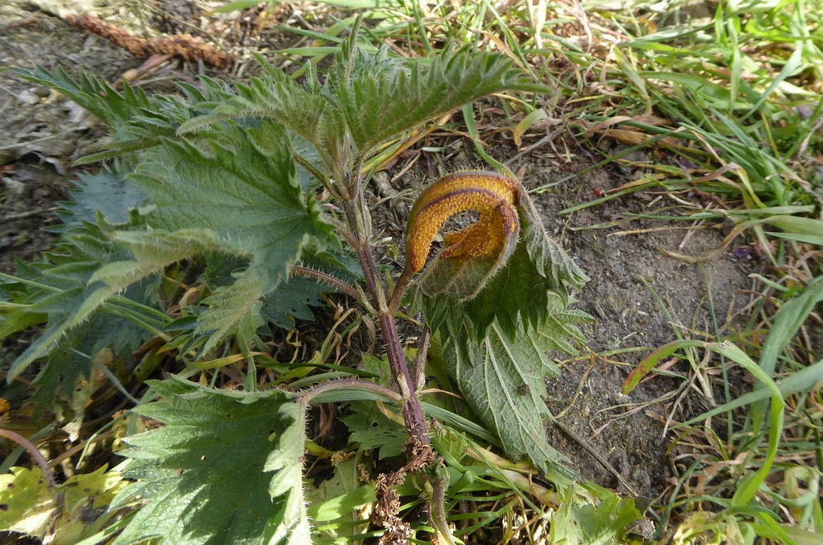 Puccinia caricina - Dümmer 36-_g.JPG