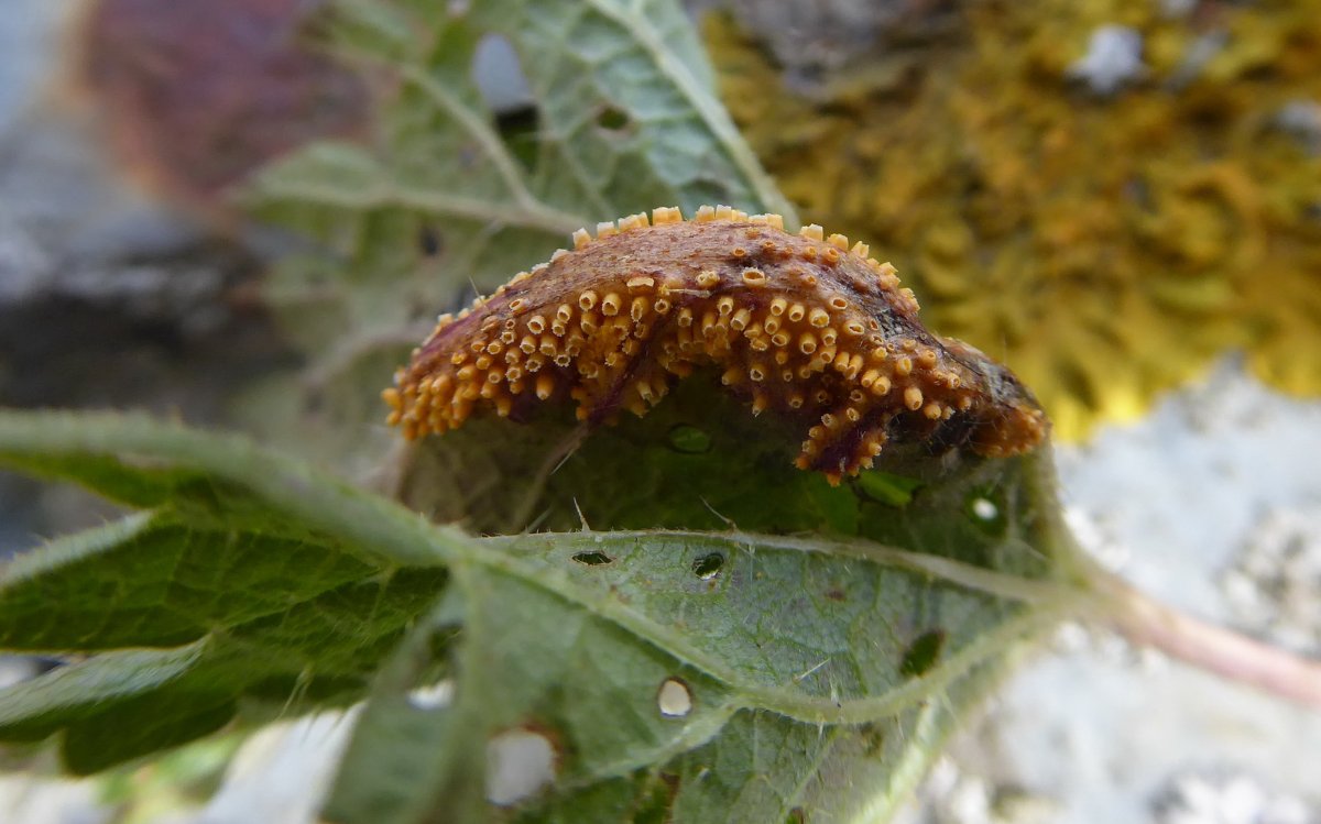 Puccinia caricina - Dümmer 37-_g.JPG