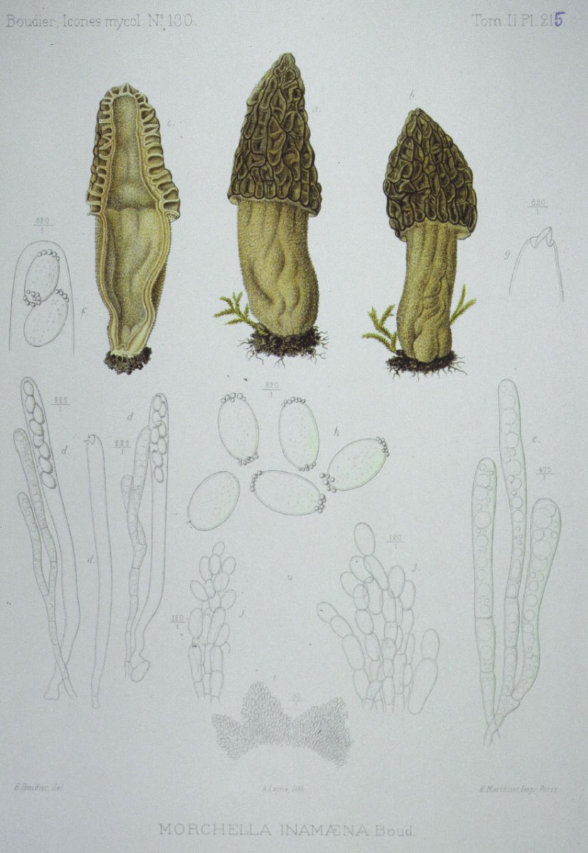 215_Morchella inamaena.jpg