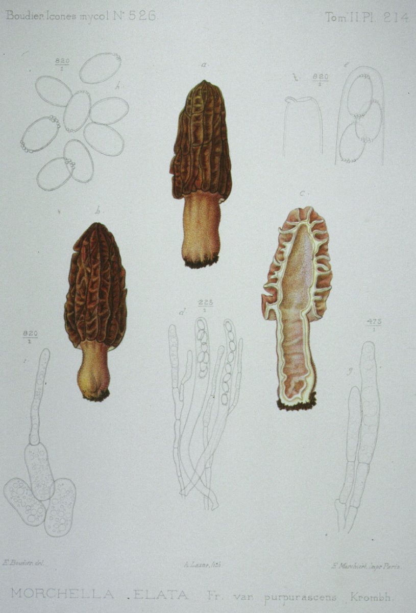 214_Morchella elata var purpurascens.jpg