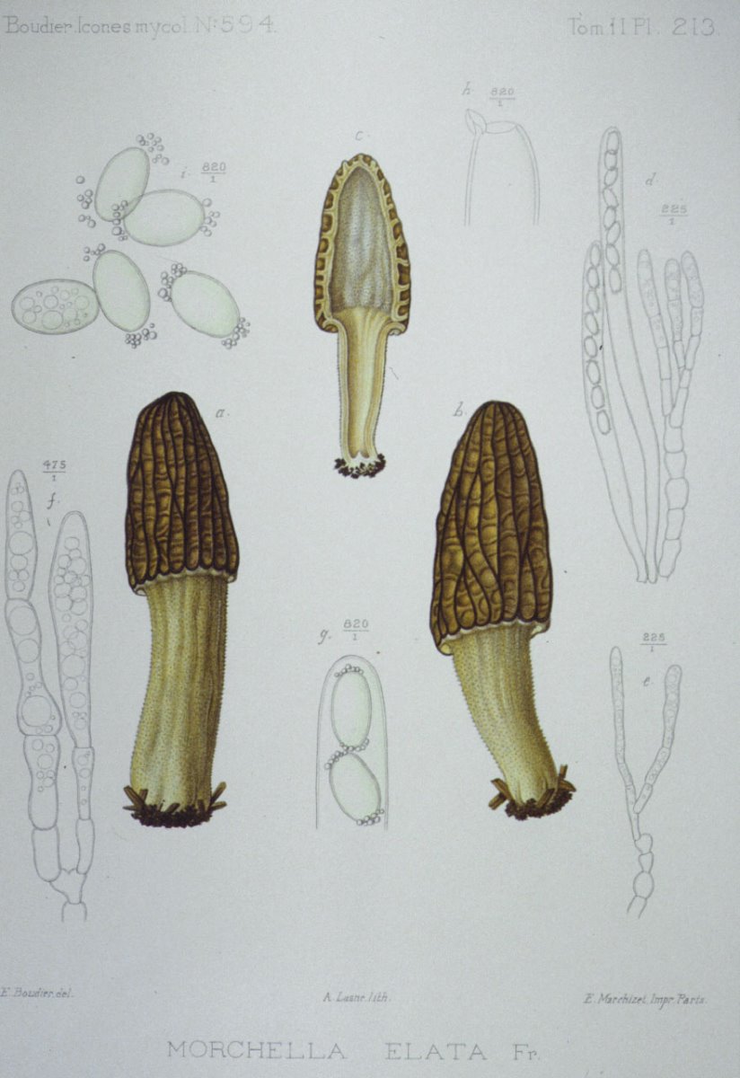 213_Morchella elata.jpg