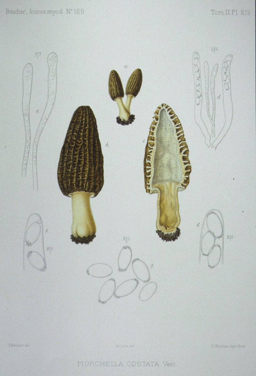 212_Morchella costata.jpg