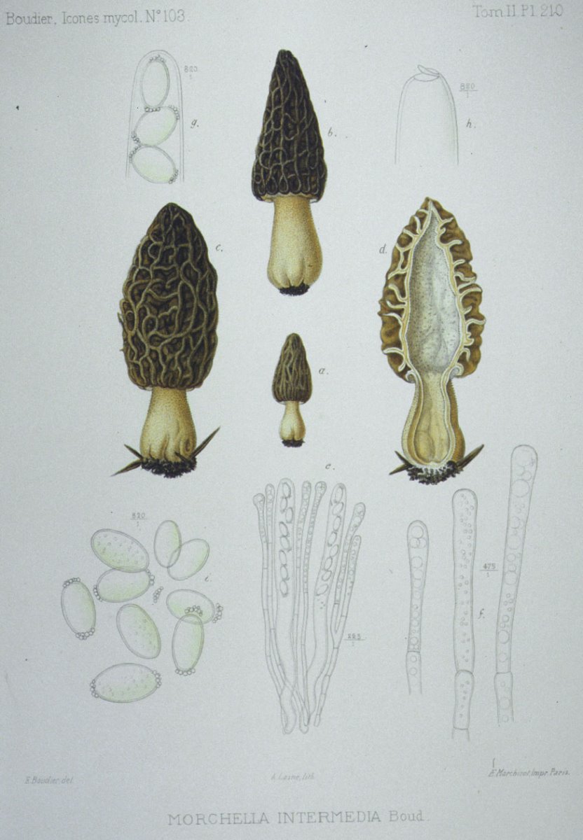 210_Morchella intermedia.jpg