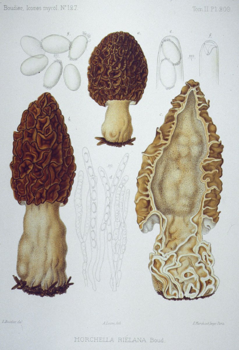 209_Morchella rielana.jpg