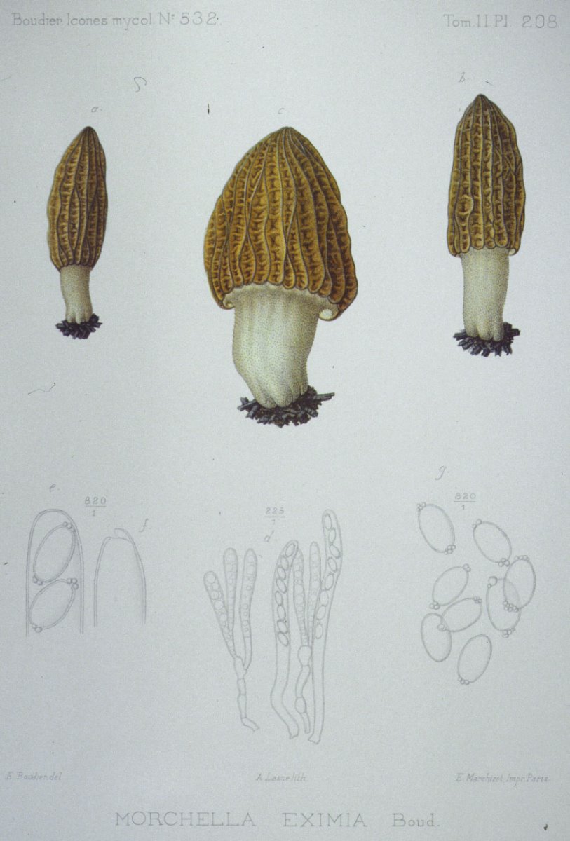 208_Morchella eximia.jpg
