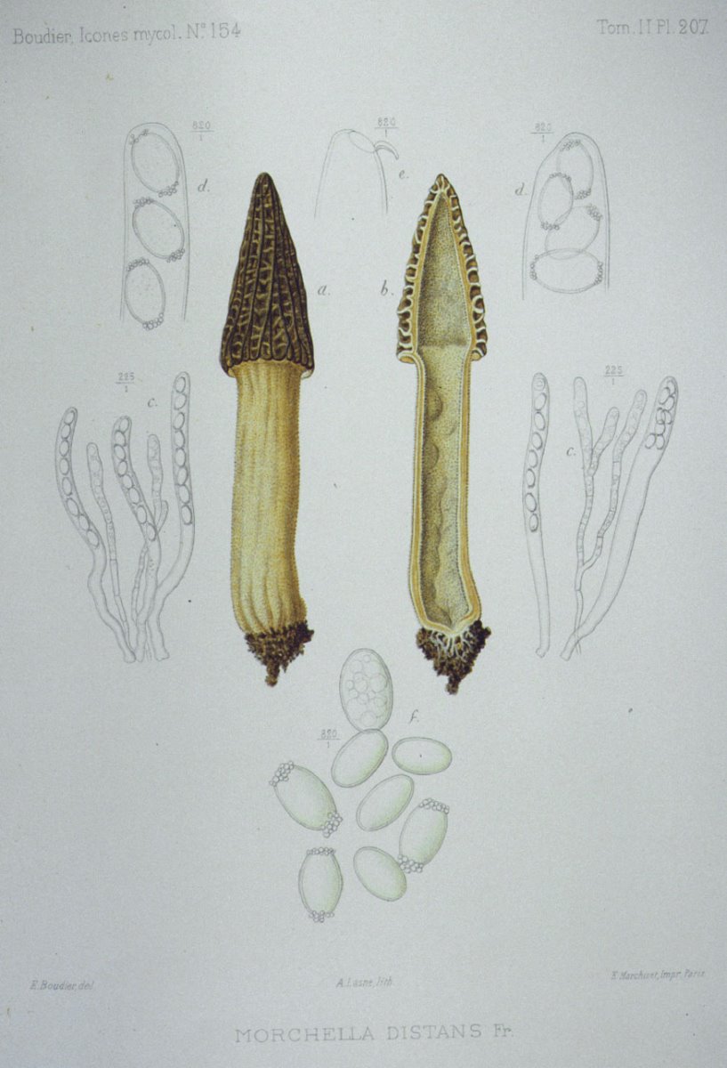 207_Morchella distans.jpg