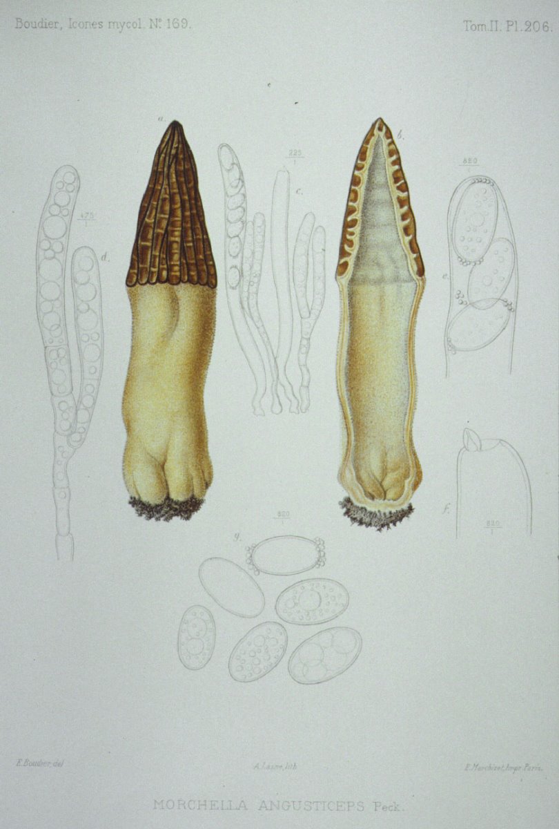 206_Morchella angusticeps.jpg