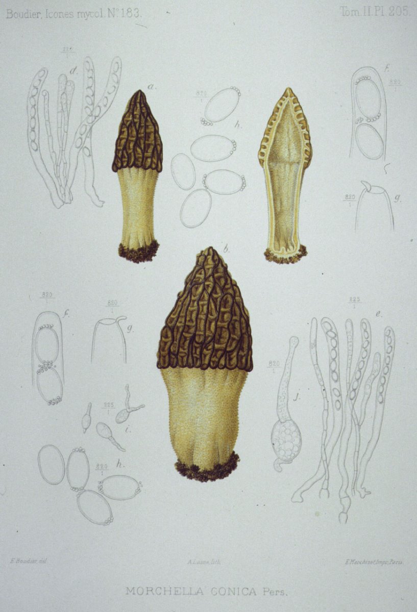 205_Morchella conica.jpg